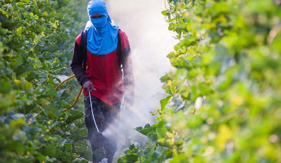 Pestisitler, parazit bir solucana yakalanma riskini artırabilir