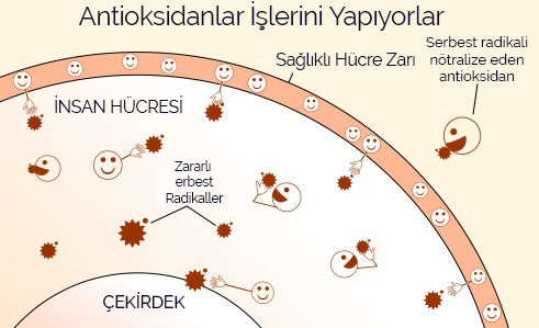 Alkali Antioksidan Su