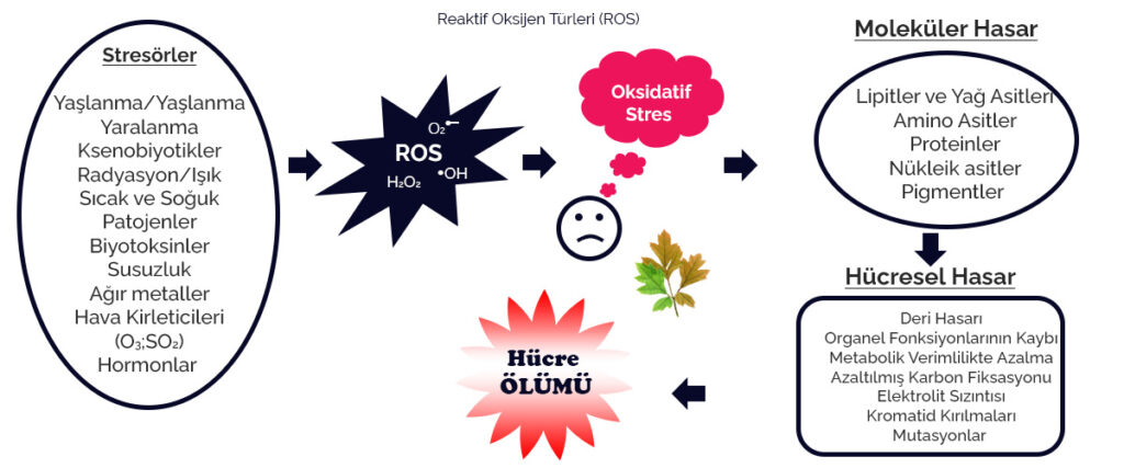 Reaktif Oksijen Türleri ROS