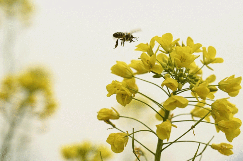 Tarım İlaçları ve Pestisitler Arıları Öldürüyor